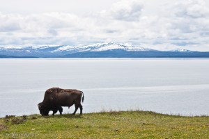 BADL-YELL-GRTE-ZION-1001