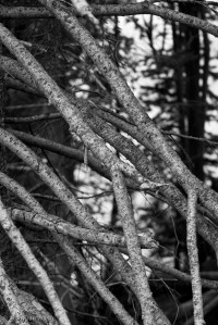 BADL-YELL-GRTE-ZION-1003