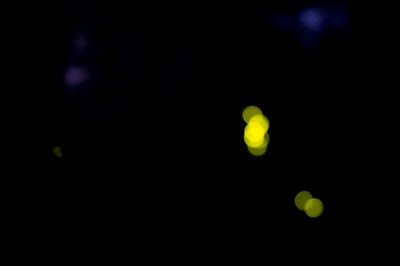 Fireflies-1