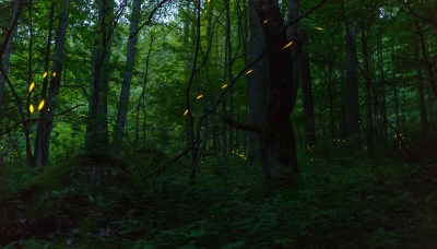 Fireflies-5