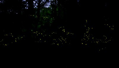 Fireflies-6