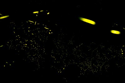 Fireflies-7