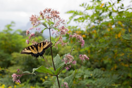 Black Balsam August-10