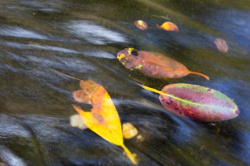 Black Balsam August-9