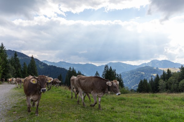 Ofterschwanger-Kramerspitz-1