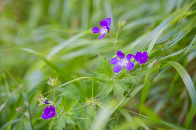 Zermatt-Josh-Chris-15