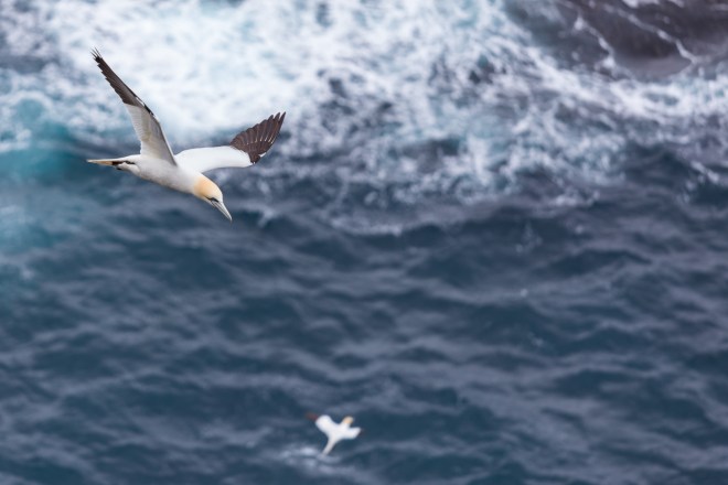 FAE_Mykines gannets-1