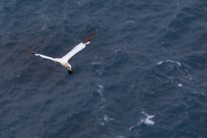 FAE_Mykines gannets-5