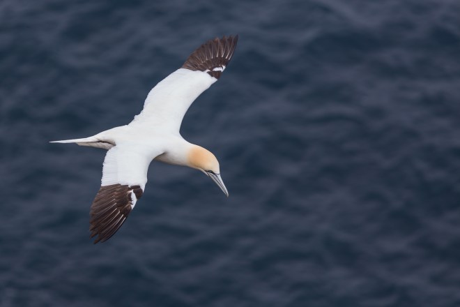 FAE_Mykines gannets-8